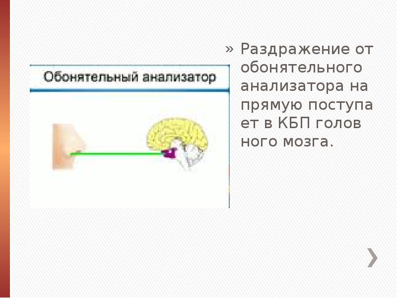 Презентация органы обоняния осязания равновесия вкуса