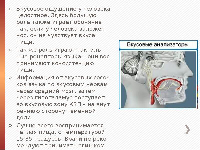 Орган слуха и равновесия. Органы осязания обоняния вкуса 8 класс. Органы осязания обоняния и вкуса презентация 8 класс. Сенсорная система обоняния вкуса слуха и равновесия анатомия.