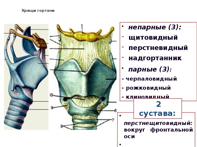 Щитовидный хрящ гортани фото