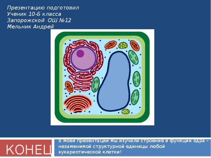 Ядро клетки презентация