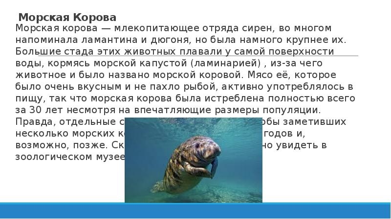 К какому отряду млекопитающих относится корова. Морская корова — млекопитающее отряда сирен.. морская корова презентация 5 класс. морская корова презентация. отряд сирены краткая характеристика.