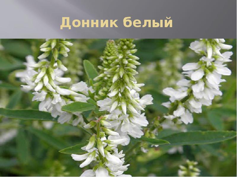 Р”РѕРЅРЅРёРє Р±РµР»С‹Р№ Melilotus Albus