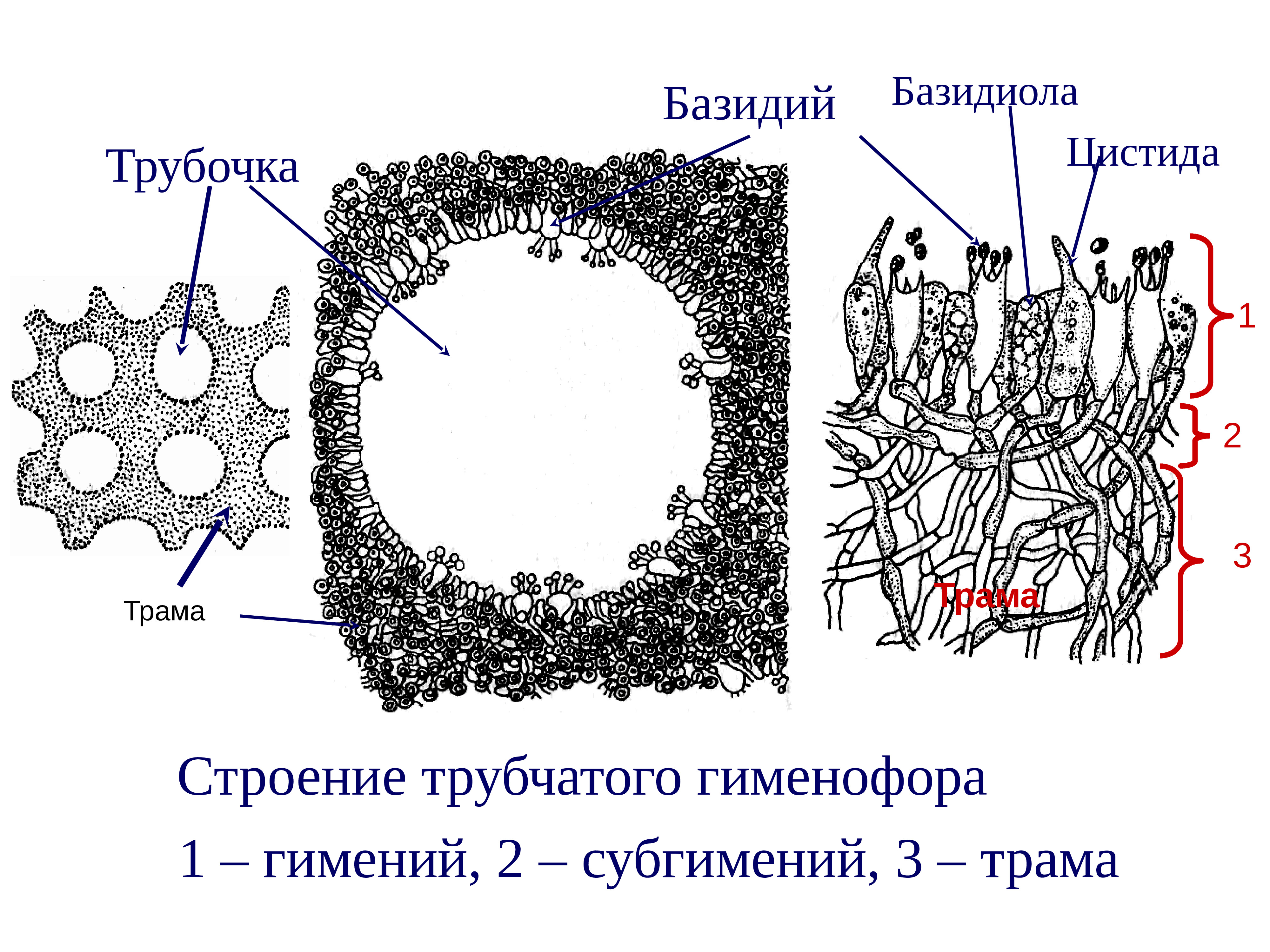 Схема строения трубчатого гименофора