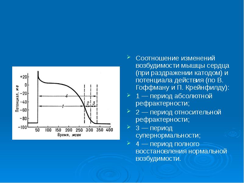 Схема изменения возбудимости сердца в различные фазы кардиоцикла