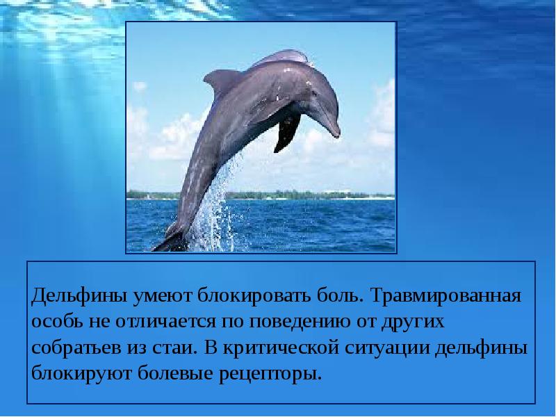 Дельфин относится к группе животных. Интересные факты о дельфинах. Факты о дельфине. Сведения о дельфинах для детей. Дельфины презентация.