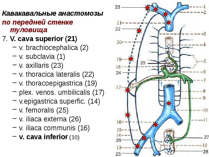 Схема портокавальных анастомозов