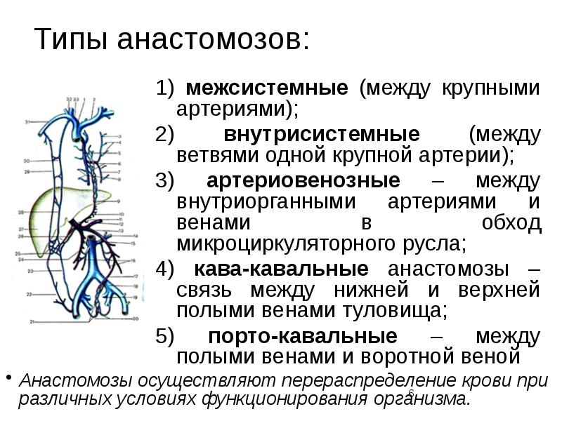 Аорто легочная коллатераль. Кавакавальные анастомозы анатомия. Кавакавальные анастомозы схема. Анастомозы вен туловища.