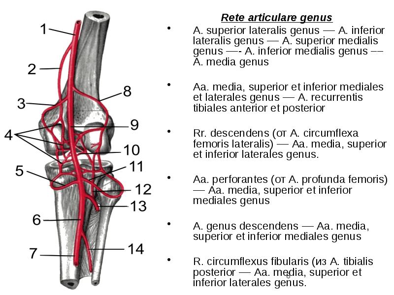 Артериальная сеть коленного сустава схема