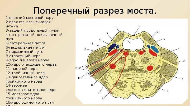 Срез моста схема