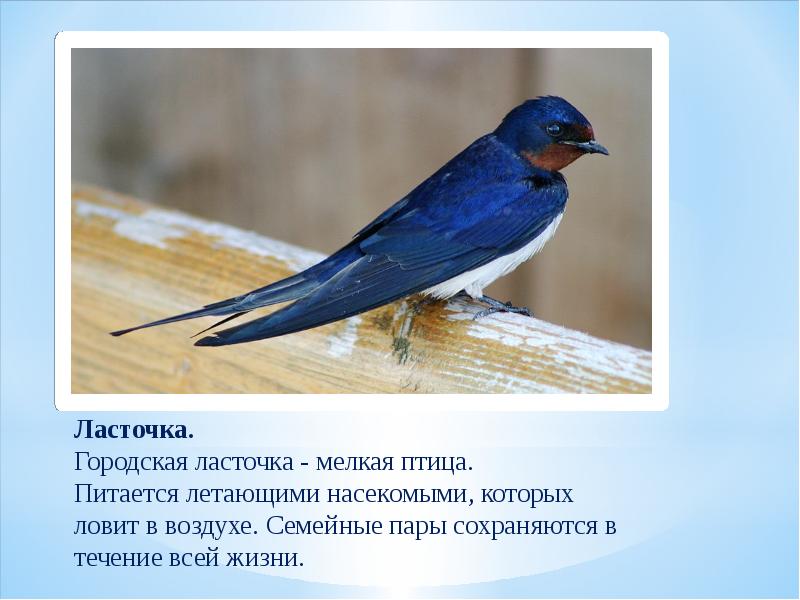 Ласточка птица описание фото