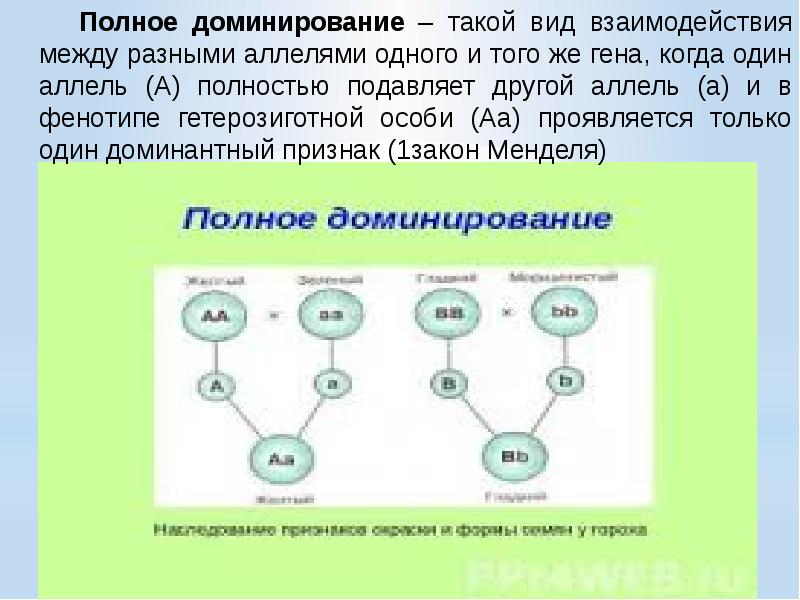 Презентация на тему наследование