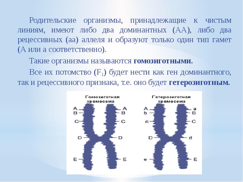 Обе пары генов расположены в разных хромосомах. Аллель. Аллели в хромосомах. Аллель признак это. Аллель это в биологии.