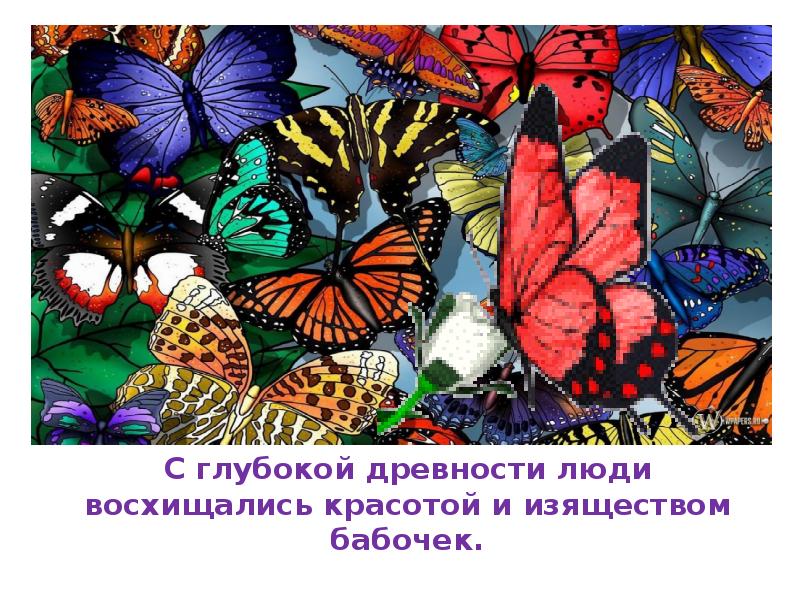 С глубокой древности люди восхищались красотой и изяществом бабочек.