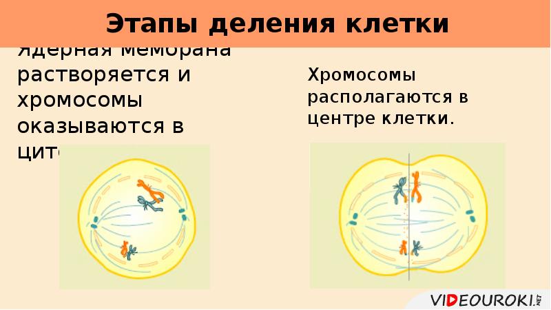 Процесс деления в физике. Шаг деления.