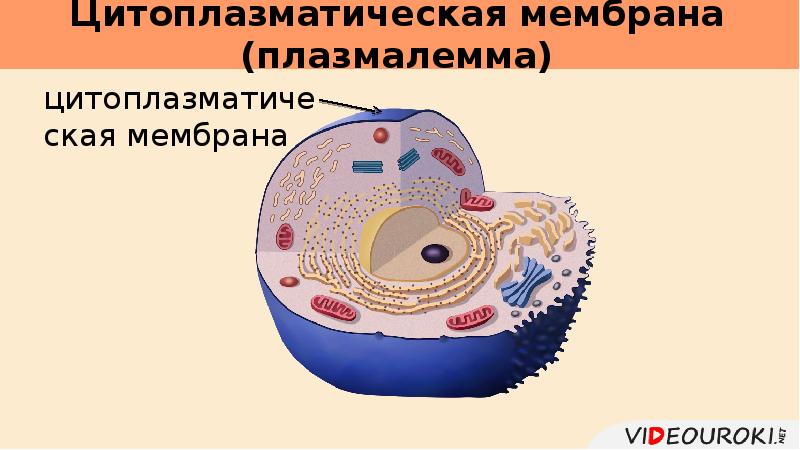Главные части любой клетки. Строение цитоплазмы растений. Функции плазмалеммы. Структурно-функциональная организация плазмалеммы;. Первичная оболочка клетки.