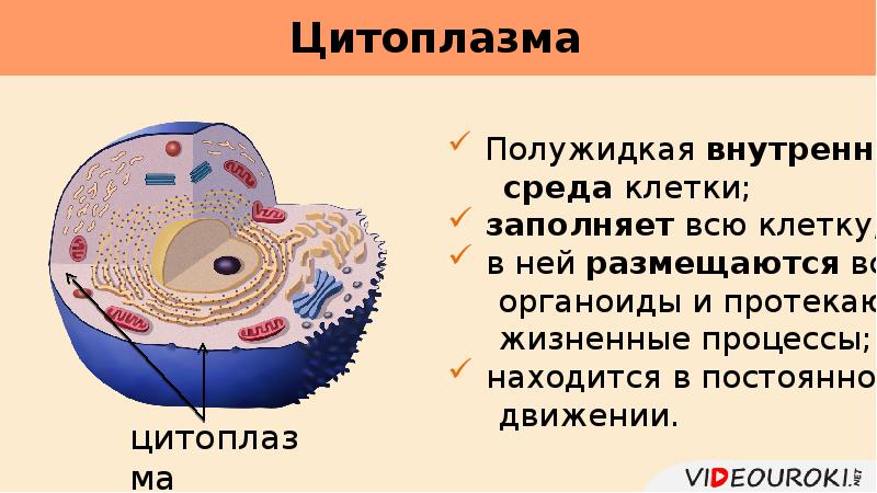 Цитоплазма функции. Цитоплазма внутренняя среда клетки. Внутренняя полужидкая среда клетки это. Внутренняя среда клетки цитоплазма состоит из. Внутренней средой клетки является.