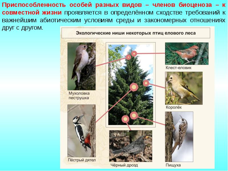 Презентация на тему взаимосвязь компонентов биоценоза и их приспособленность друг к другу 7 класс