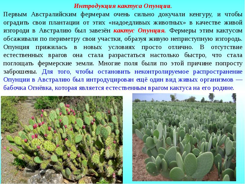 Интродукция овощных в западной сибири