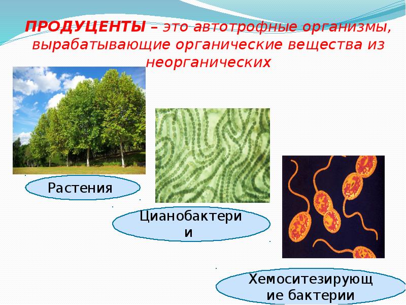 Продуценты это в биологии 5. Схема автотрофные организмы. Автотрофные бактерии это продуценты. Продуценты это в экологии. Продуценты луг.