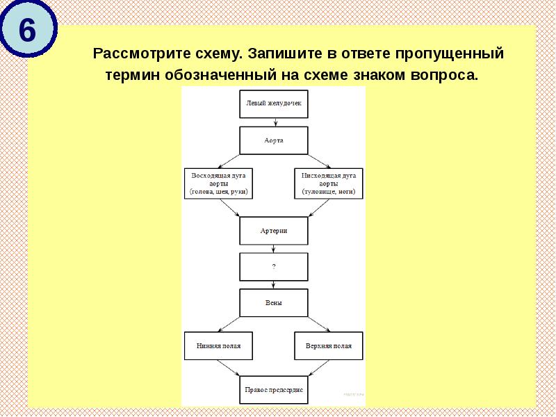 Запишите в ответе пропущенный термин обозначенный на схеме вопросительным знаком