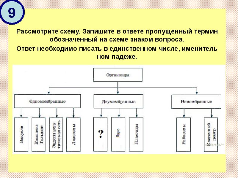 Рассмотрите предложенную схему запишите в ответе пропущенный термин обозначенный знаком вопроса