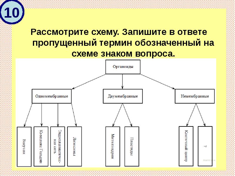 Рассмотрите схему запишите в ответ пропущенный термин обозначенный на схеме знаком вопроса