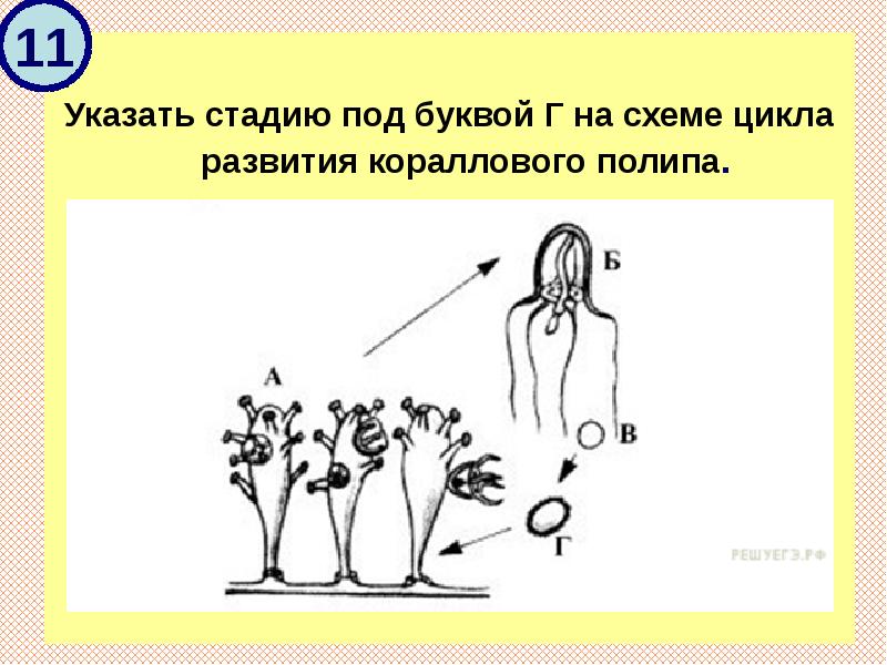 Укажите стадию обозначенную буквой г на схеме цикла развития гидроидного полипа