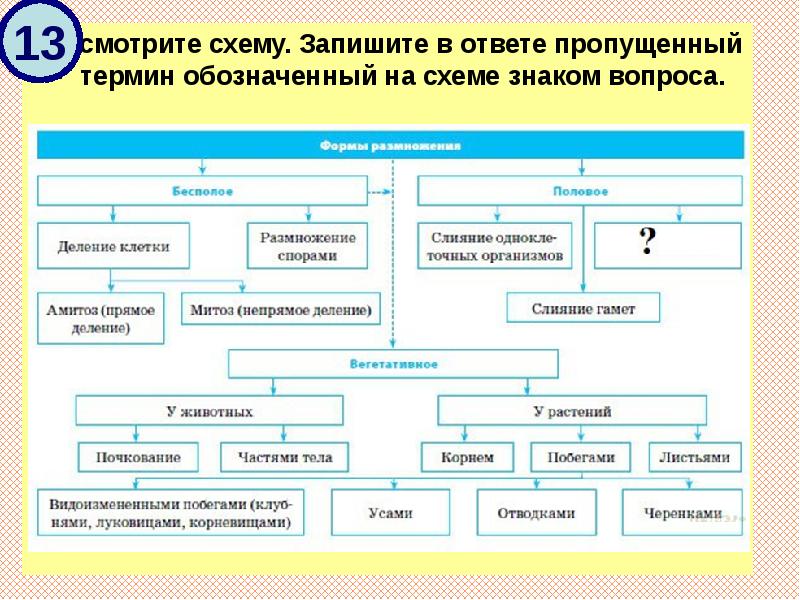 Рассмотрите предложенную схему запишите в ответе пропущенный термин