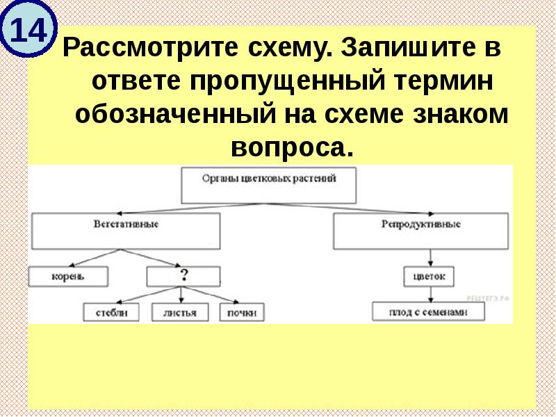 Рассмотрите схему запишите в ответе пропущенный термин обозначенный на схеме знаком вопроса органоид