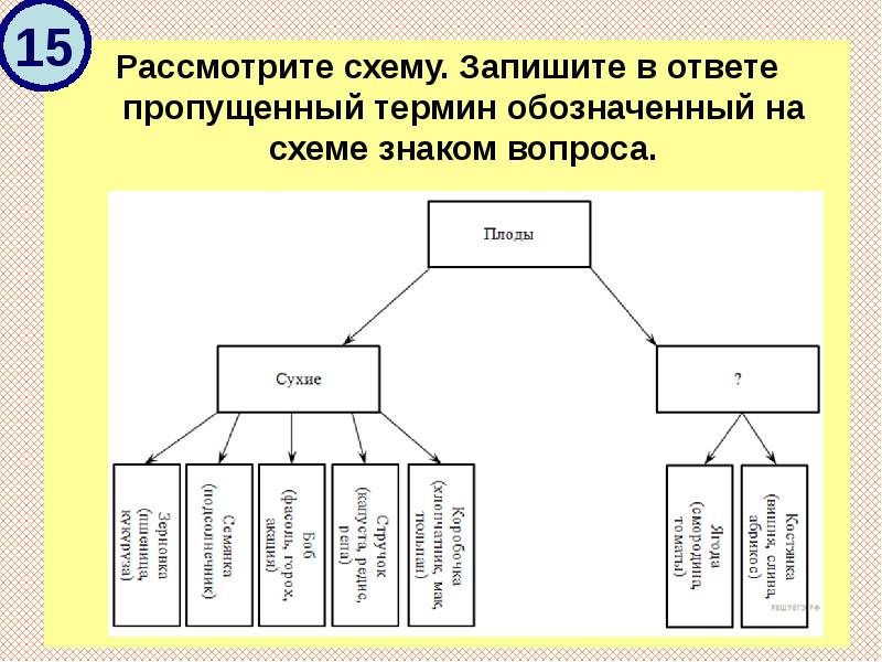 Рассмотрите схему запишите в ответе пропущенный термин