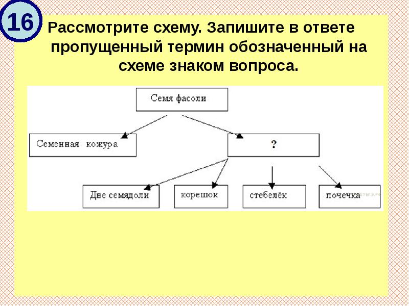 Рассмотрите предложенную схему запишите в ответе пропущенный термин