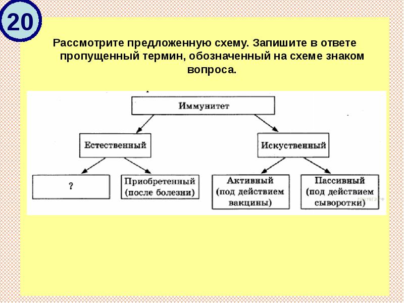 Рассмотрите предложенную схему запишите в ответе пропущенный термин