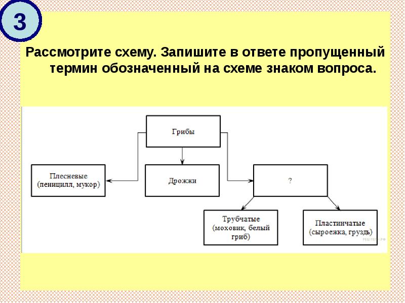 Рассмотрите предложенную схему запишите в ответе пропущенный термин