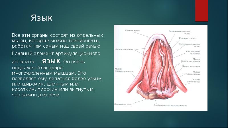 Центральный речевой аппарат презентация