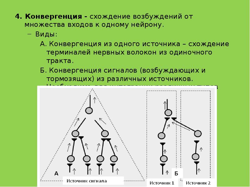 Физиология дивергенция схема