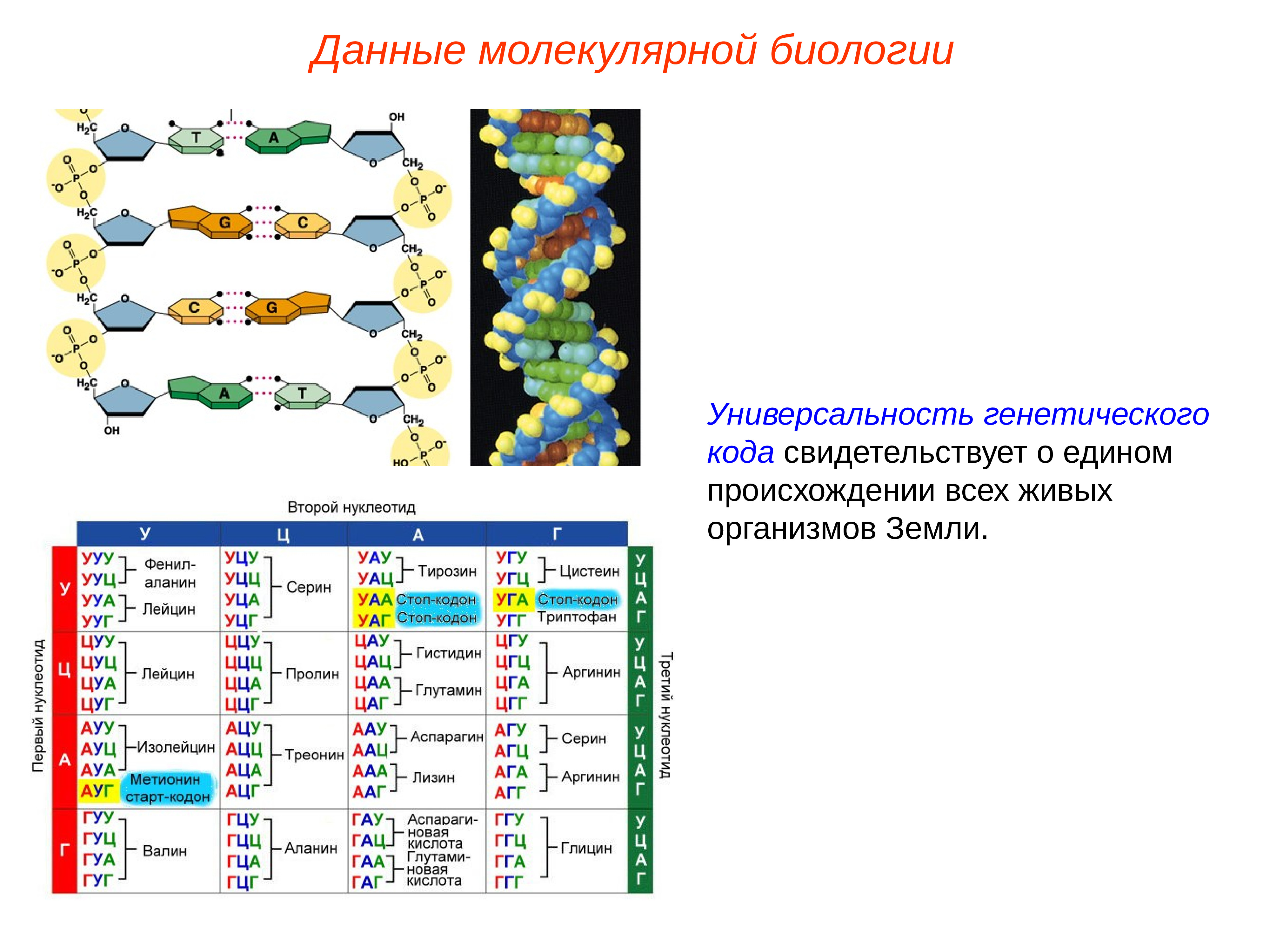 Даны молекулярные. Универсальность генетического кода доказательство эволюции. Данные молекулярной биологии. Генетический код молекулярная биология. Данные молекулярной биологии в эволюции человека.