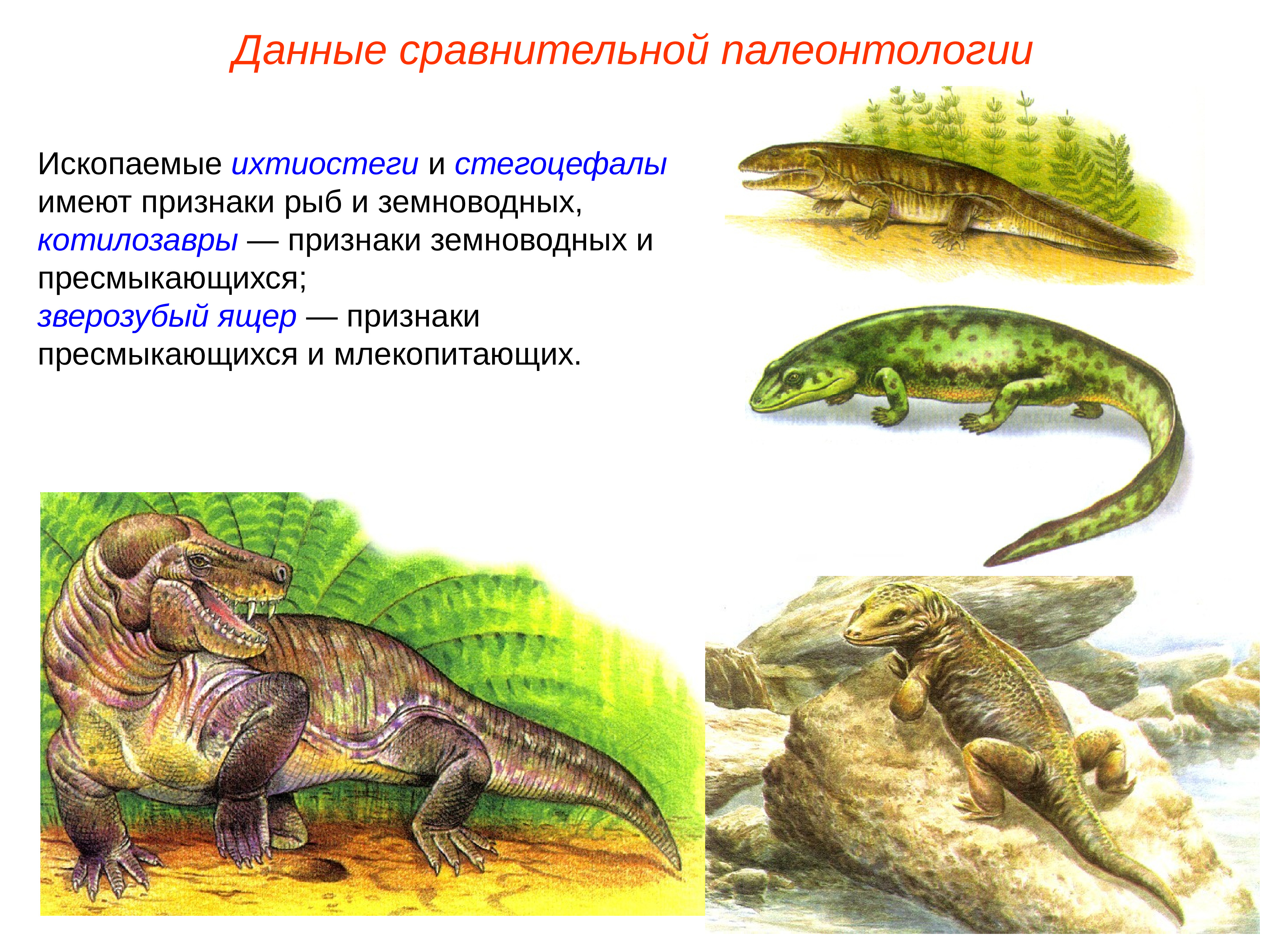 Первые наземные земноводные. Котилозавры стегоцефалы. Ихтиостега переходная форма между. Переходная форма между амфибиями и рептилиями. Котилозавр признаки рептилий.