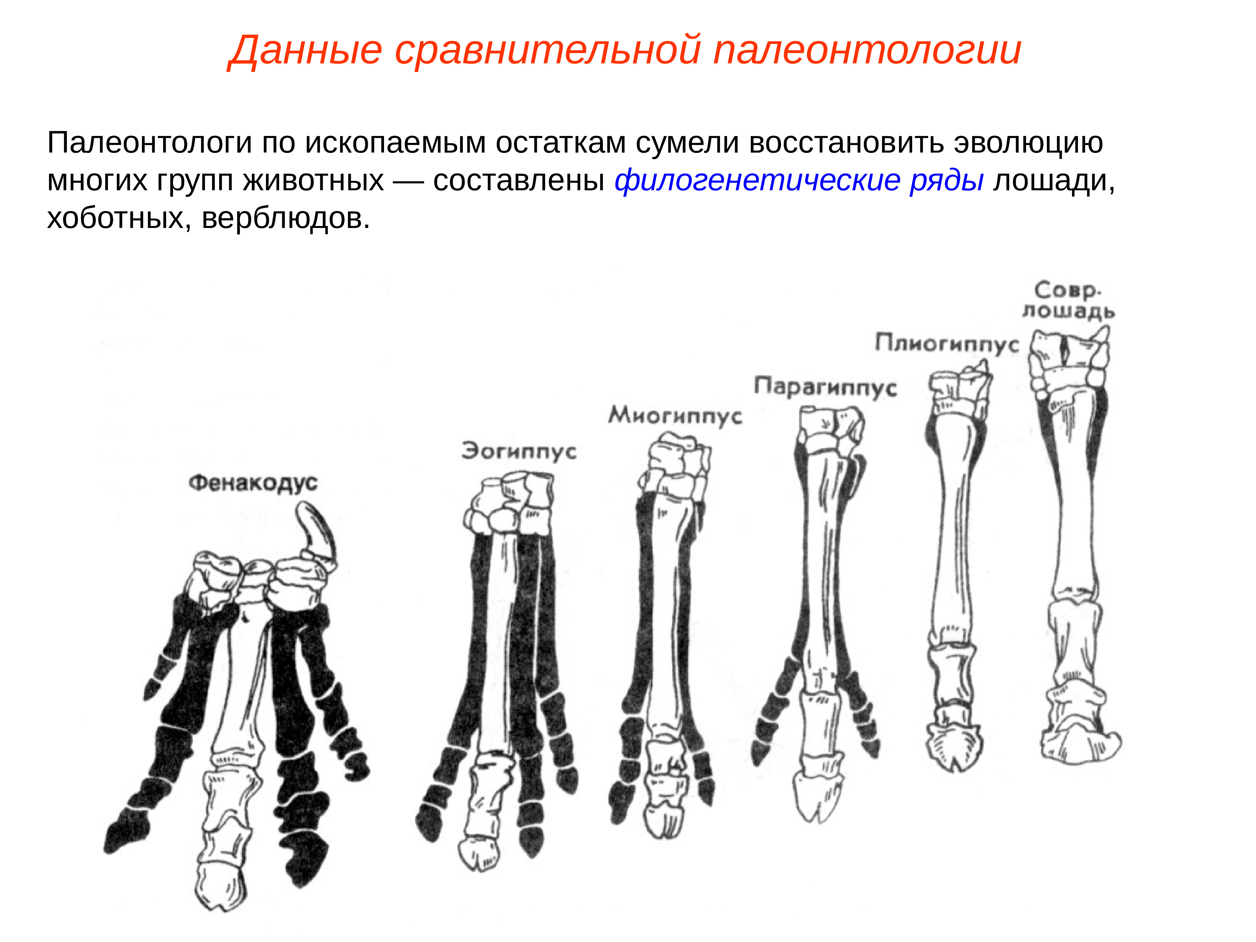 Филогенетические ряды. Филогенетический ряд конечностей лошади. Филогенетический ряд лошади Ковалевский. Филогенетический ряд лошади доказательства эволюции. Эволюция передней конечности лошади.