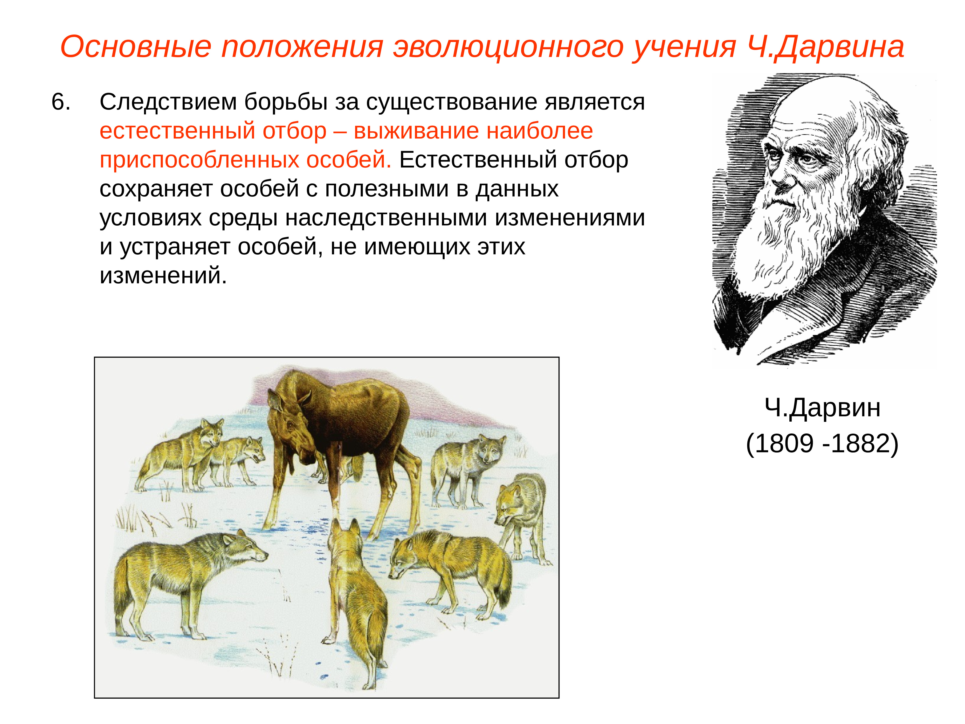 В постоянных условиях среды естественный отбор сохраняет. Теория естественного отбора Дарвина. Дарвинская концепция естественного отбора. Доказательства эволюции ч. Дарвина. Естественный отбор эволюции Дарвина.