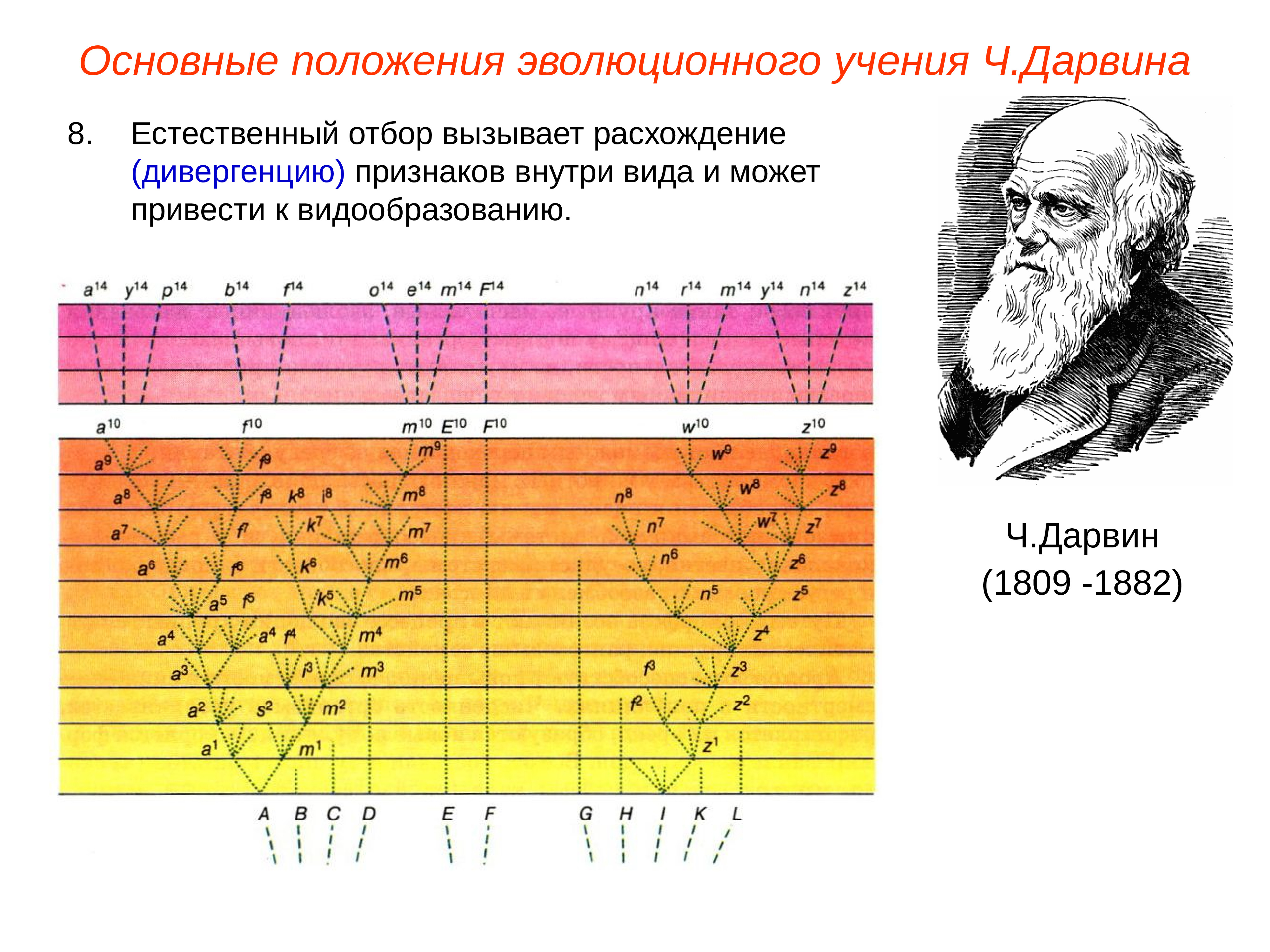 Яблоков эволюционное учение. Синтетическая теория эволюции картинки.