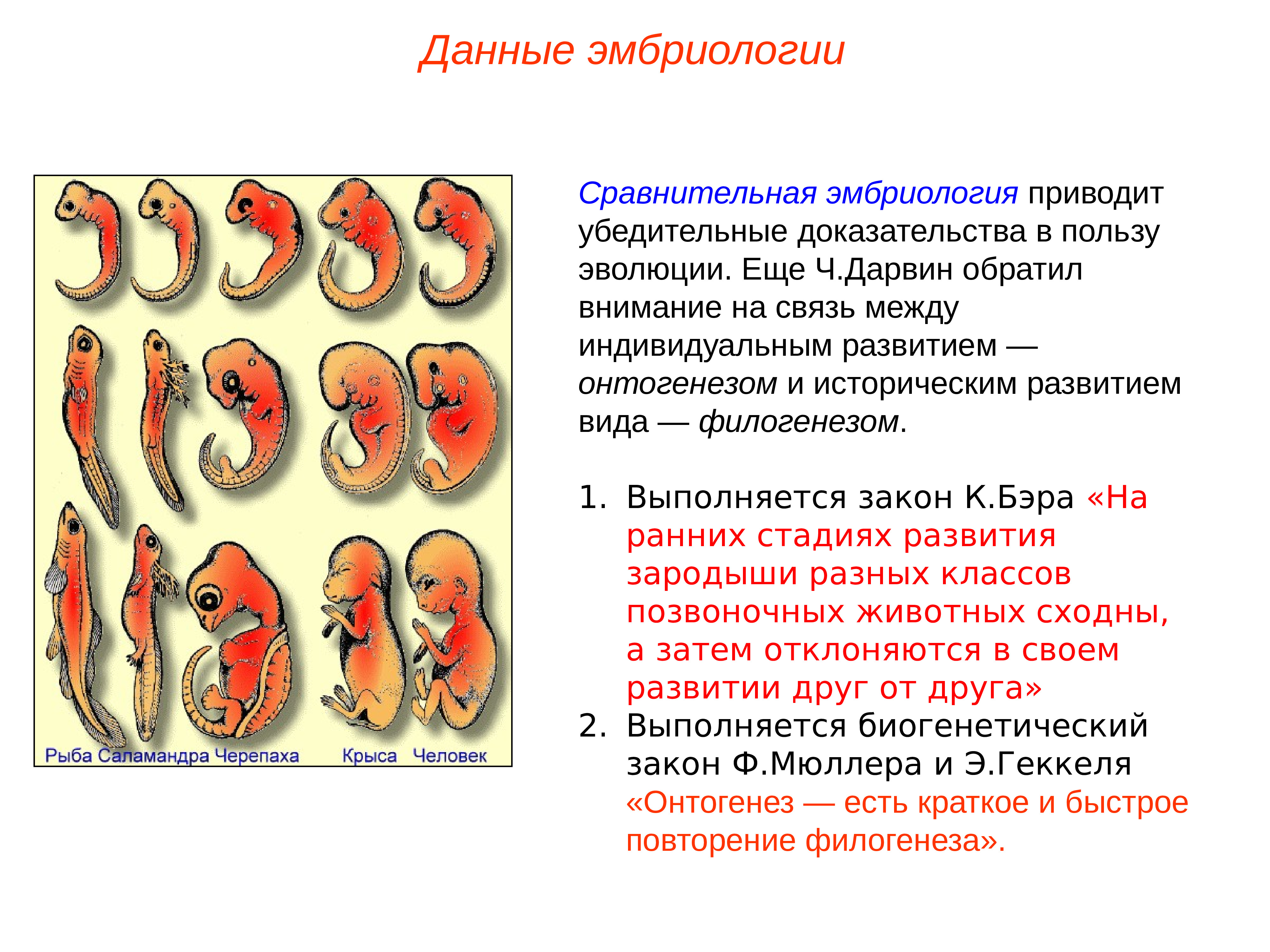 Онтогенез презентация пименов