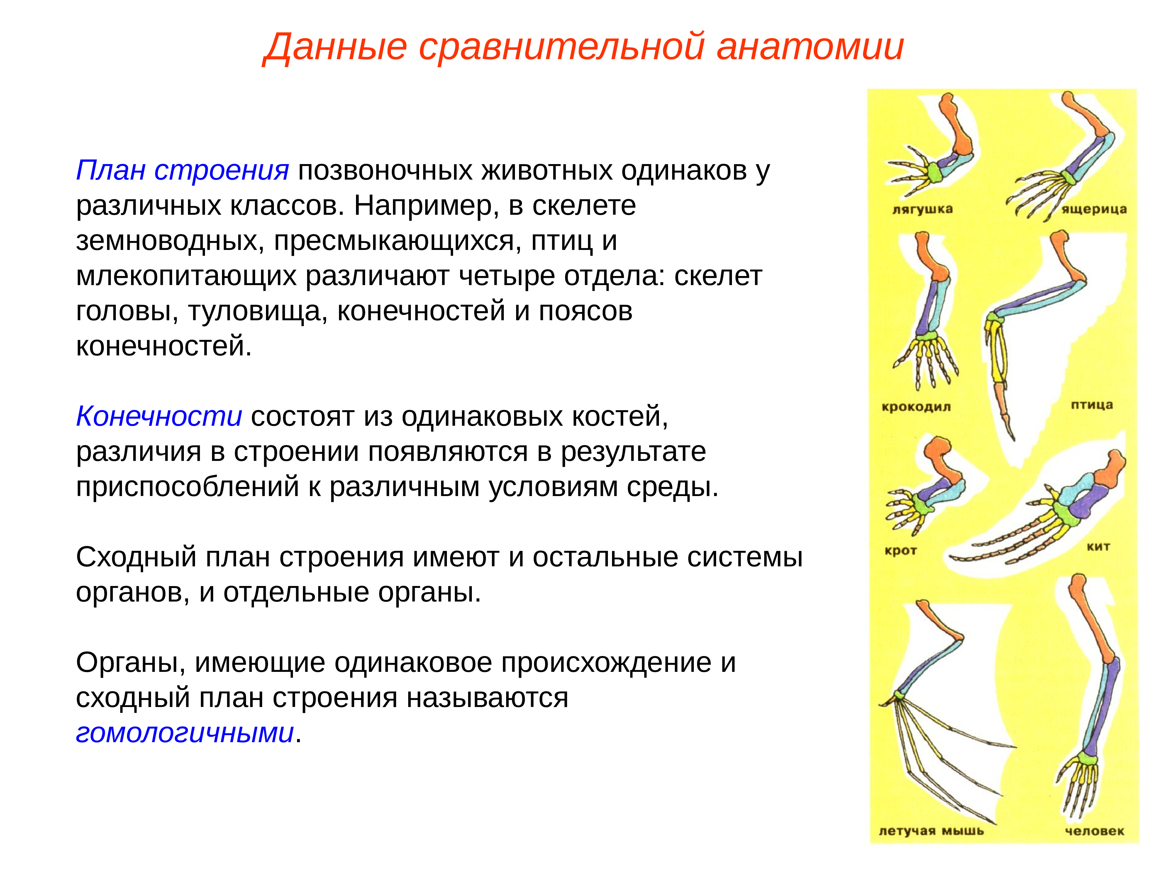 Общность плана строения позвоночных свидетельствует о