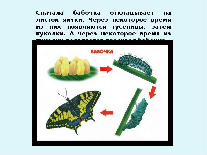 Викторина насекомые презентация старшая группа