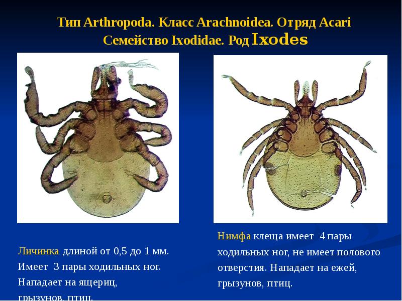 Имаго клеща таежного рисунок