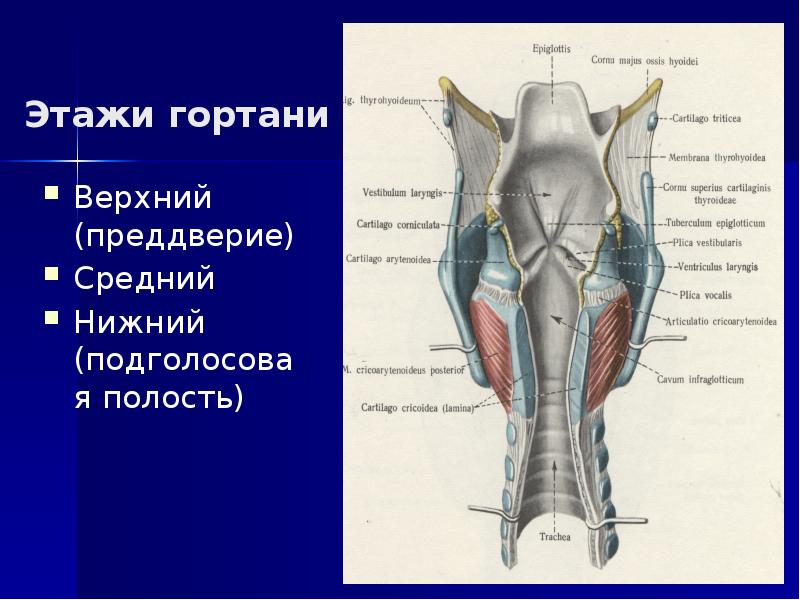 Физиология гортани презентация