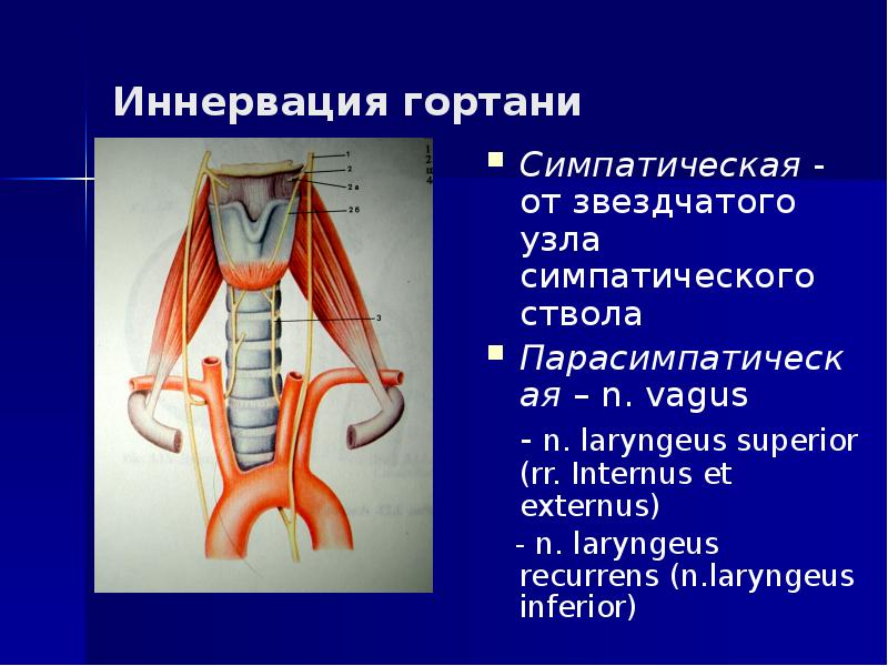 Физиология гортани презентация