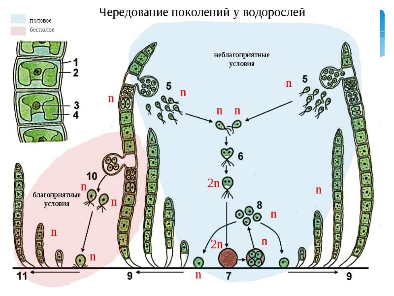 Размножение водорослей схема