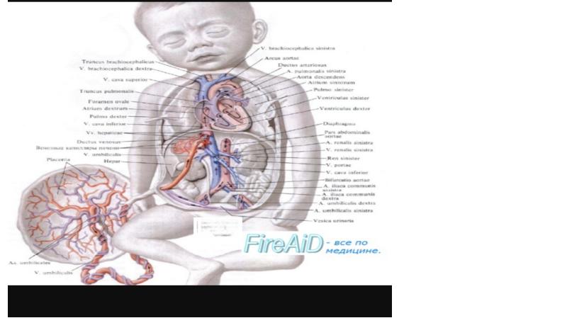 Афо сердечно сосудистой системы у новорожденных презентация