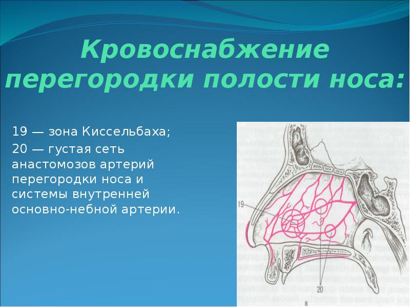 Презентация носа и околоносовых пазух презентация