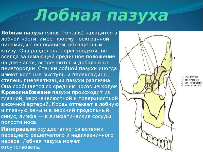 Презентация носа и околоносовых пазух презентация